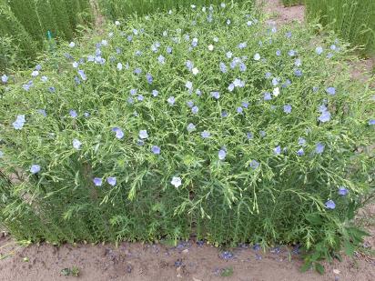 Click for 1 image(s) for this accession.